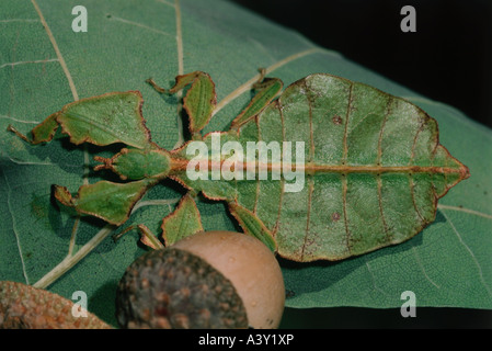 zoology / animals, insects, locusts, Leaf Insect, (Phyllium bioculatum), on leaf, distribution: Malayan archipelago, New Guinea, Stock Photo