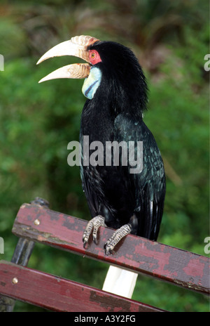 zoology / animals, avian / birds, Black Hornbill, (Anthracoceros malayanus), sitting on park bench, distribution: Asia, animal, Stock Photo