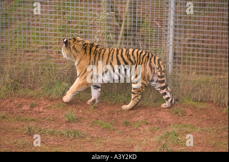 a Sumatran Tiger at a breeding project in Dalton in Furness, Cumbria, UK, paces up and down its enclosure Stock Photo