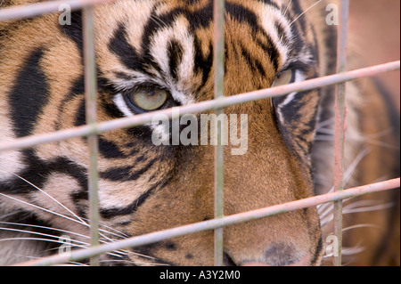 a Sumatran Tiger at a breeding project in Dalton in Furness, Cumbria, UK Stock Photo