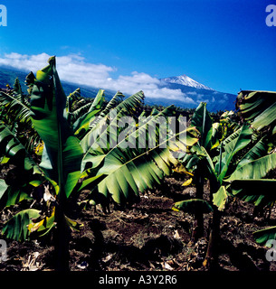 banana plant orchard view from orotava valley to mount teide island of tenerife canary islands spain Stock Photo