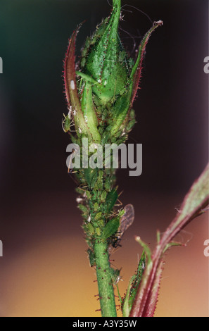 zoology / animals, insects, Aphids, (Aphidina), green Aphids at bud of rose, distribution: Central Europe, animal, insect, green Stock Photo