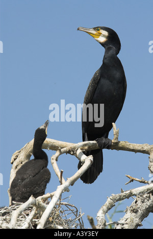 great cormorant (Phalacrocorax carbo), young begging, Greece Stock Photo