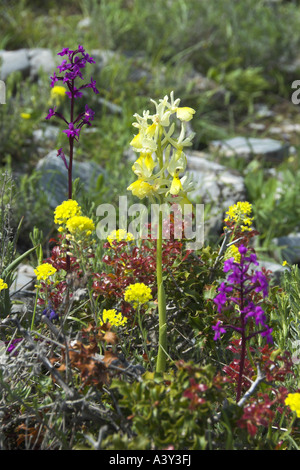 Provence orchid, four spot orchis (Orchis provincialis, Orchis quadripunctata), growing between sclerophyllous vegetation, Gree Stock Photo