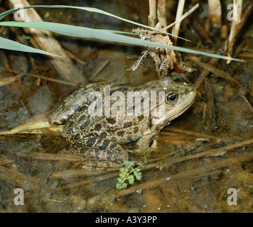 zoology / animals, amphibian, frogs, Marsh Frog, (Rana ridibunda), sitting in water, distribution. South-, Central-, Eastern Eur Stock Photo