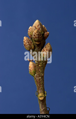 common oak, pedunculate oak, English oak (Quercus robur), buds in winter Stock Photo