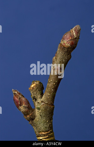 apple tree (Malus domestica), buds in winter Stock Photo