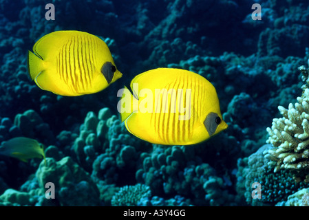 zoology / animals, fish, Masked butterflyfish, (Chaetodon semilarvatus), two fish, Red Sea, distribution: Gulf of Aden, Red Sea, Stock Photo
