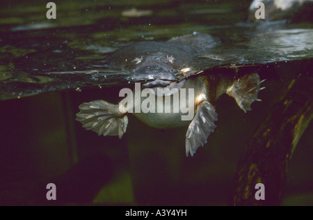 platypus, duck-billed platypus (Ornithorhynchus anatinus), swimming, Australia, Victoria, Healesville Sanctuary Stock Photo