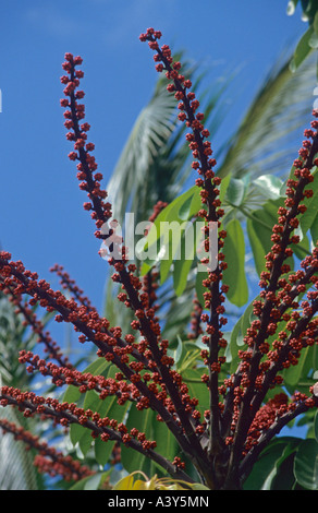 Umbrella tree (Schefflera actinophylla), inflorescence, Australia, Queensland Stock Photo