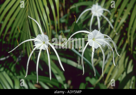 Peruvian Daffodill, Spider Lily (Hymenocallis festalis), three flowers Stock Photo