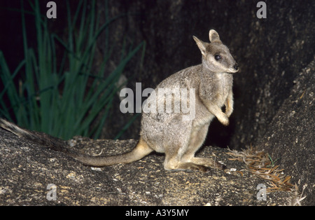 Unadorned Rock-wallaby (Petrogale inornata), Australia, Queensland, Granit Gorge Stock Photo