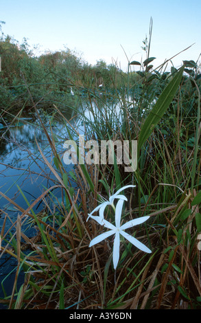 Swamplily, Swamp Lily, Stringlily, String Lily, Seven Sisters (Crinum americanum), two flowers in swamp, USA, Florida, Big Cypr Stock Photo