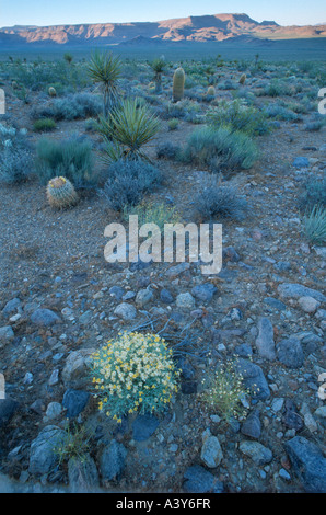 flowering bush in rock desert, USA, California, Providence State Park, Mitchel caverns Stock Photo