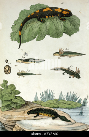 zoology / animal, amphibians, fire salamander and great crested newt, lithograph, coloured, from 'Naturgeschichte, Amphien, Fische, Weich - und Schalentiere für die Schule', von Dr. G.H. von Schwarz, Esslingen, Germany, 1843, Stock Photo