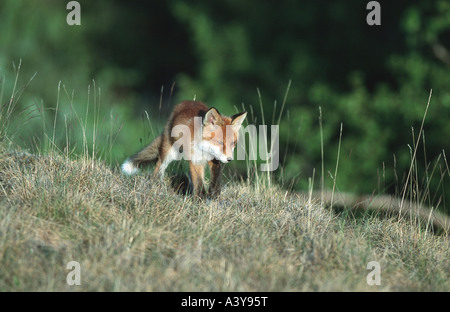 red fox (Vulpes vulpes), on the feed, Sweden, Abisko NP Stock Photo