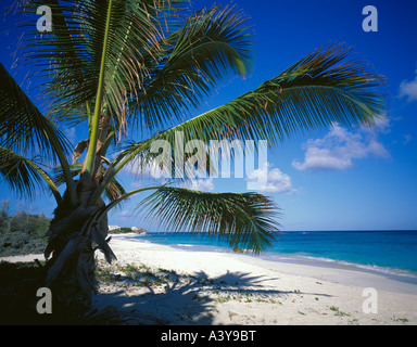 Anguilla, British West Indies:  A coconut palm tree offers shade on the white sand beach of Shoal Bay East Stock Photo