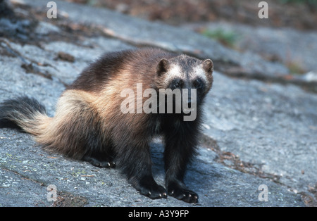 wolverine (Gulo gulo), sitting on a stone, Sweden, Jaervsoe Stock Photo