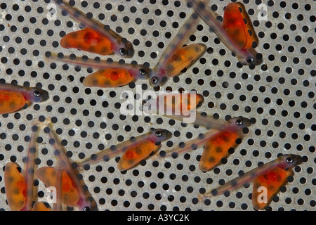 sea trout (Salmo trutta trutta), larvae; breeding programme for reintroduction Stock Photo