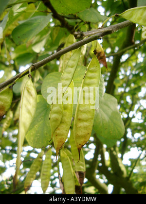 judas tree (Cercis siliquastrum 'Alba', Cercis siliquastrum Alba), young fruits Stock Photo