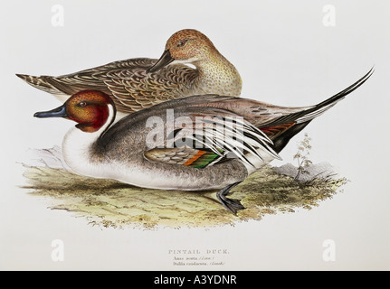 zoology / animal, avian / bird, anatidae, northern pintail, (anas acuta), female, male (front), colour lithograph, by John Gould (1804 - 1881), from 'Birds of Europe', London, 1832 / 1837, private collection, , Stock Photo