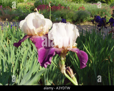 Bearded Iris (Iris barbata-Elatior-Hybride), flowers Stock Photo