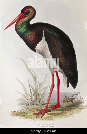 zoology / animal, avian / bird, ciconiidae, black stork, (ciconia nigra), colour lithograph, by Edward Lear, from 'Birds of Europe', volume I,  by John Gould (1804 - 1881), London, 1832 / 1837, private collection, , Stock Photo