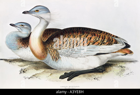 zoology / animal, avian / bird, otididae, great bustard, (otis tarda), male and female (front), colour lithograph, by Edward Lear, from 'Birds of Europe', by John Gould (1804 - 1881), London, 1832 / 1837, private collection, , Stock Photo