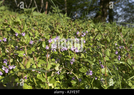 gill-over-the-ground, ground ivy (Glechoma hederacea), blooming Stock Photo