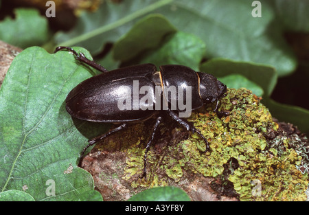 stag beetle, European stag beetle (Lucanus cervus), female. Stock Photo