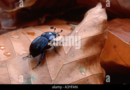 springtime dung beetle (Trypocopris vernalis), on autumn leafs, Germany, Baden-Wuerttemberg, Odenwald Stock Photo
