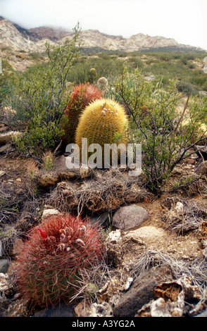 Altoandine vegetation in high andes mountains in western Argentina showing Denmoza rodacantha cactis Stock Photo