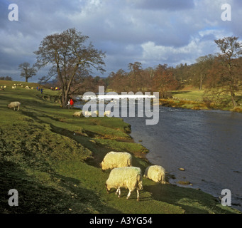 SHEEP GRAZING CHATSWORTH PARK DERBYSHIRE UK Stock Photo
