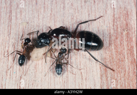 carpenter ants (Camponotus ligniperda), queen with two workers Stock Photo