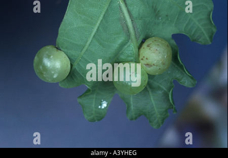 common oak gallwasp, oak leaf cherry-gall cynipid ( cherry gall) (Cynips quercusfolii), galls on an oak leaf Stock Photo