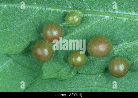gallwasp (Pediaspis aceris), galls on a maple leaf Stock Photo