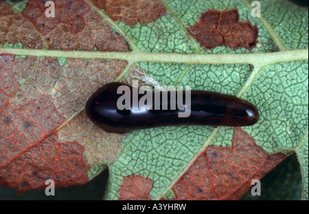 pear sawfly, pear slug sawfly, pear and cherry sawfly, pear and cherry slugworm, Larva: pearslug (Caliroa cerasi), lava feeding Stock Photo