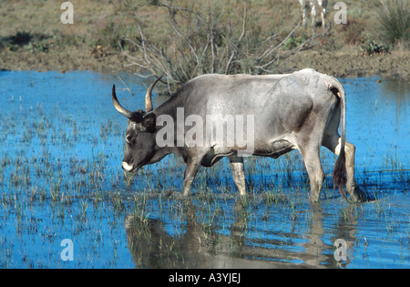 maremma cattle bos primigenius taurus bull parco regionale della maremma maremma nature park near alberese stock photo alamy