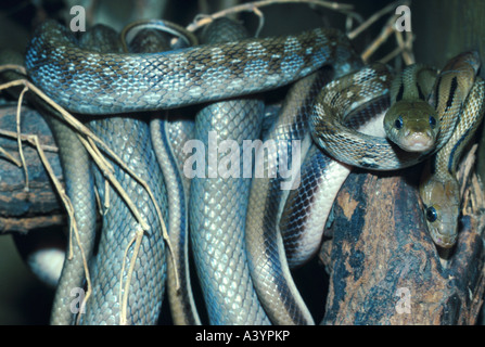 common trinket snake (Elaphe helena), two individuals Stock Photo