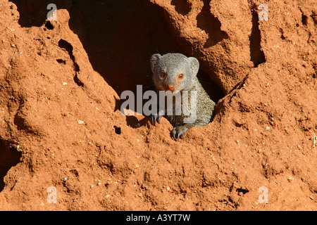 dwarf mongoose (Helogale hirtula), looking curiously out of a termite mound, Kenya, Samburu Np Stock Photo