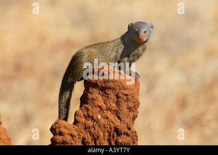 dwarf mongoose (Helogale hirtula), sitting on termite mound, Kenya, Samburu Np Stock Photo