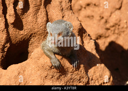 dwarf mongoose (Helogale hirtula), looking curiously out of a termite mound, Kenya, Samburu Np Stock Photo