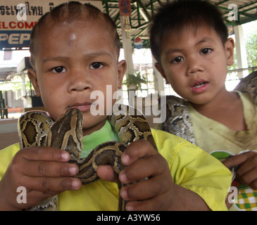Three year old Pird and Tya a new generation of cobra boxers on