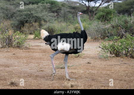 Somali Ostrich (Struthio camelus molybdophanes), stalking through savanna, Kenya Stock Photo