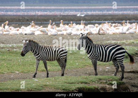 Boehm's zebra,  Grant's zebra (Equus quagga boehmi, Equus quagga granti), two individuals in front of pelikan group, Kenya, Nak Stock Photo
