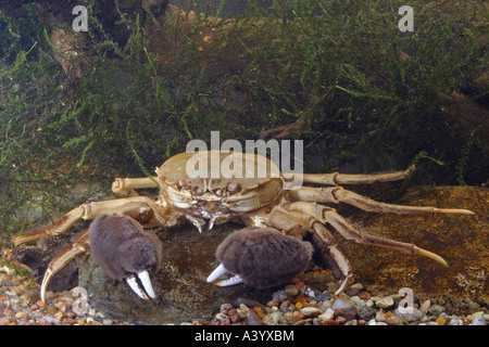 chinese mitten crab (Eriocheir sinensis), portrait of a single animal Stock Photo