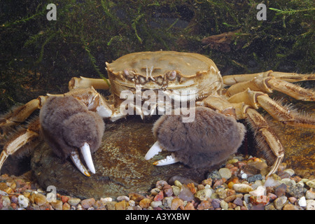 chinese mitten crab (Eriocheir sinensis), portrait of a single animal Stock Photo