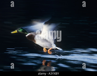 Mallard drake taking off, motion blur Stock Photo