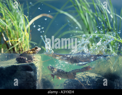 Three frogs in water, surface view Stock Photo