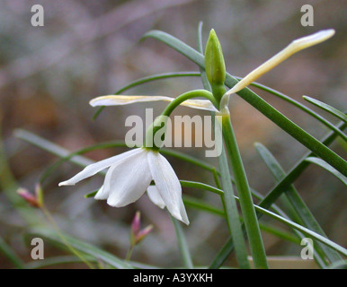 Nice snowflake (Leucojum nicaeense), flower Stock Photo